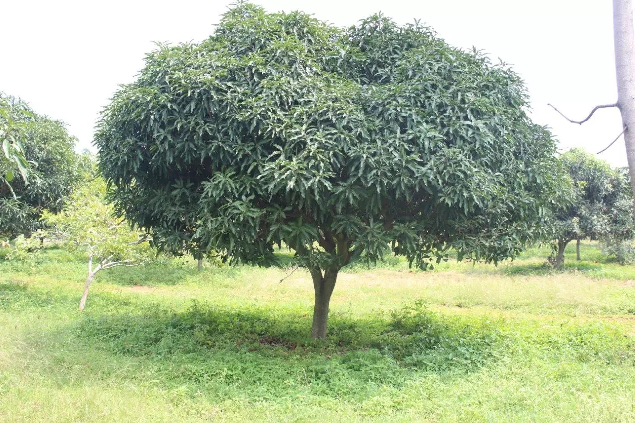 Glenn Mango Tree